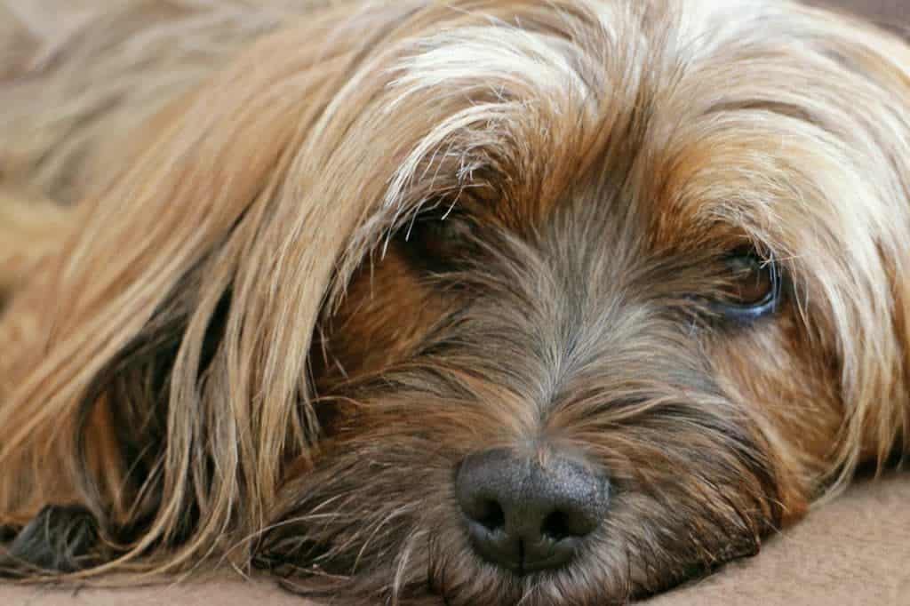 Fellpflege beim Tibet Terrier