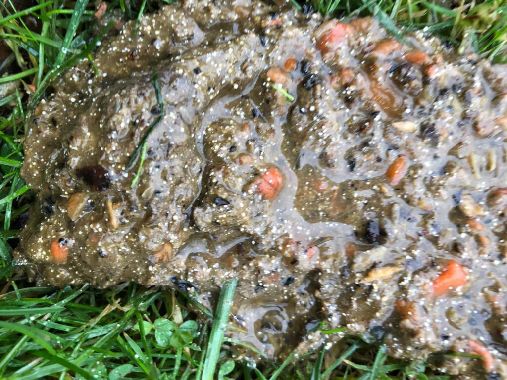 Giardien beim Hund – keine Panik!