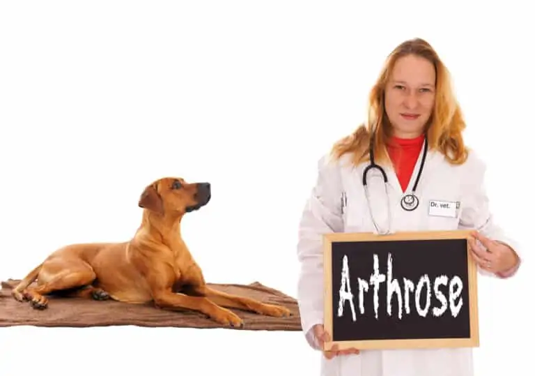 Arthrose beim Hund