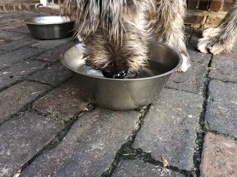 Mein Hund trinkt viel warum? Das Magazin für Tierfreunde