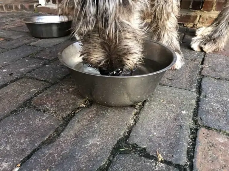Hund trinkt viel Wasser
