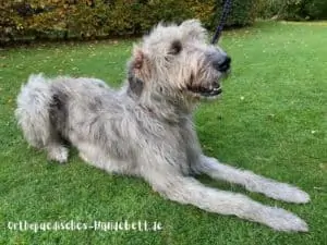 Hundebett XXL für irischen Wolfshund