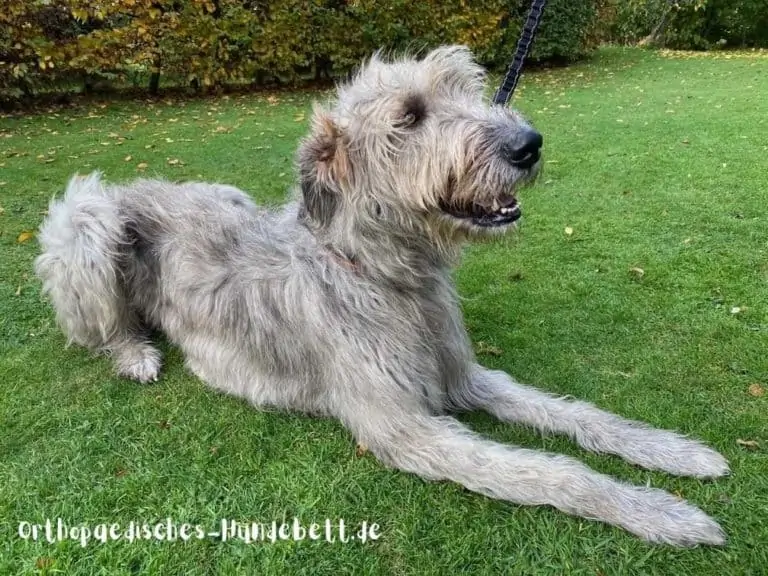 Hundebett XXL für irischen Wolfshund