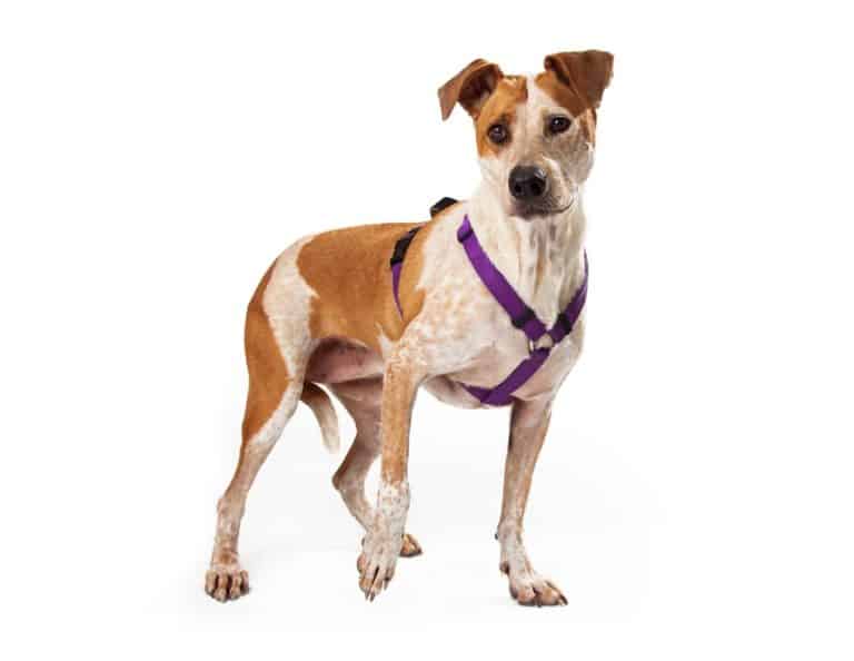 Hundegeschirr Gewöhnung