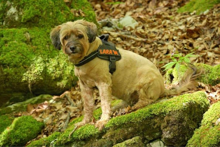 Hund mit Hundegeschirr
