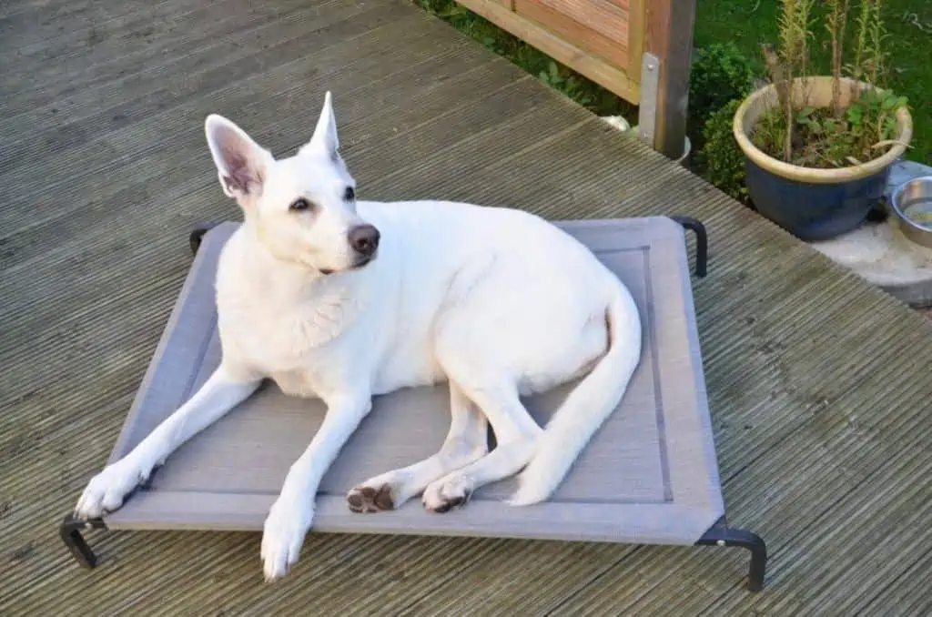 Hundeliege – der Liegeplatz für Deinen Hund im Haus oder Garten