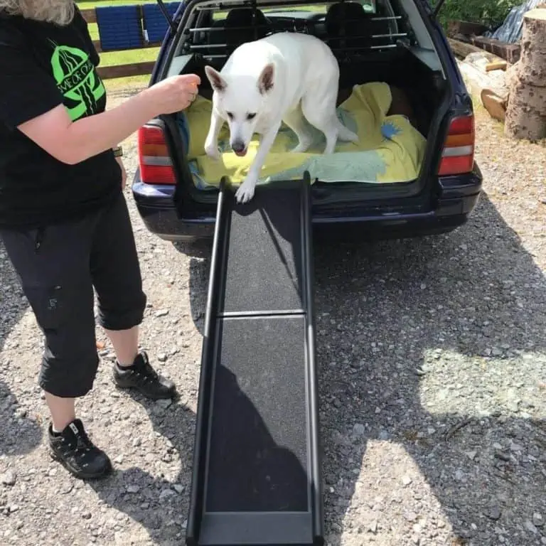 Training mit Leckerlie beim Aussteigen