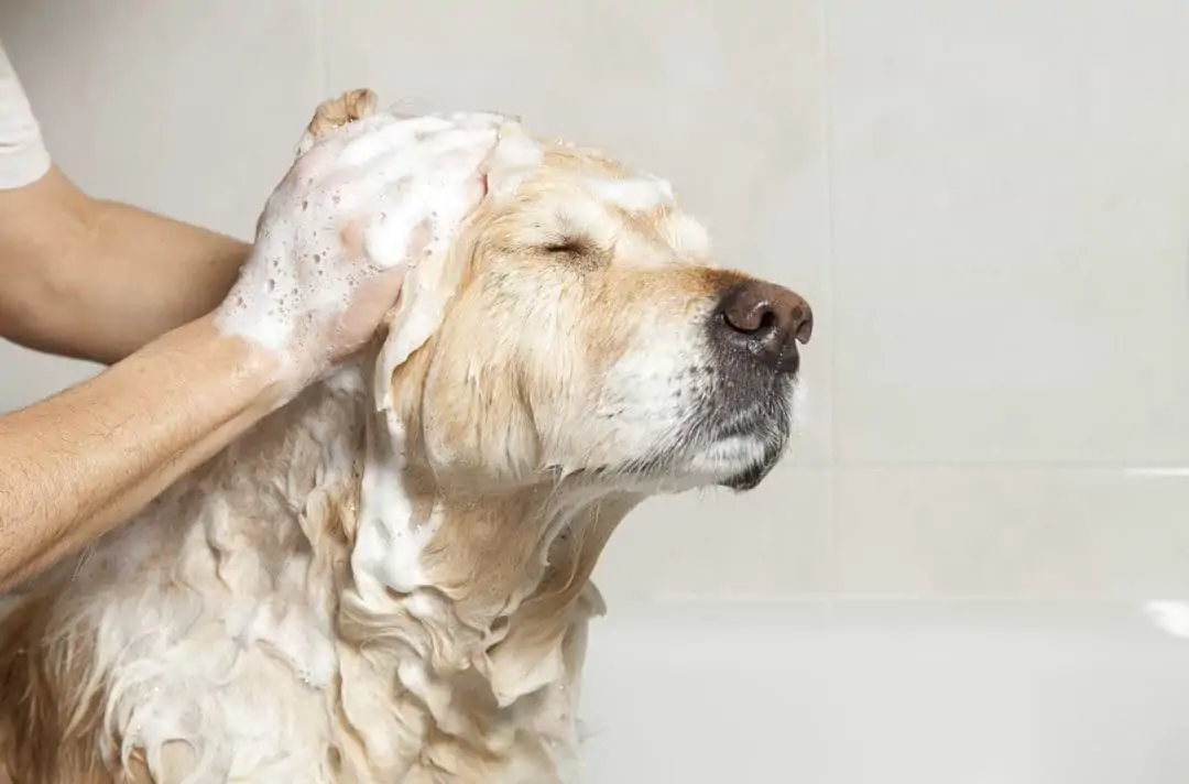 Hundeshampoo Hausmittel
