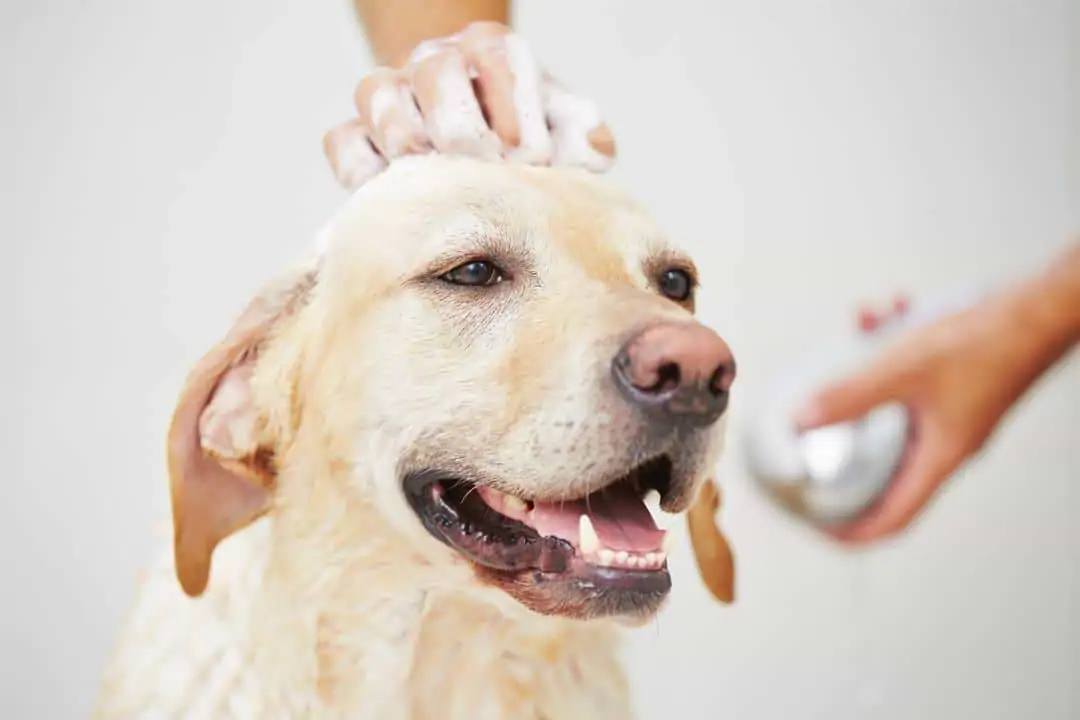 Rückfettendes Hundeshampoo