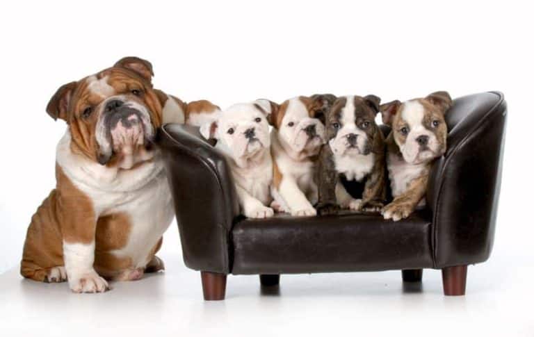 Hundesofa - ein echter Hingucker