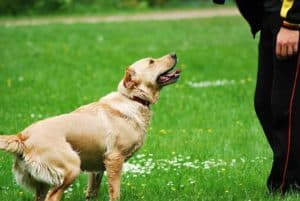 Hund beim longieren