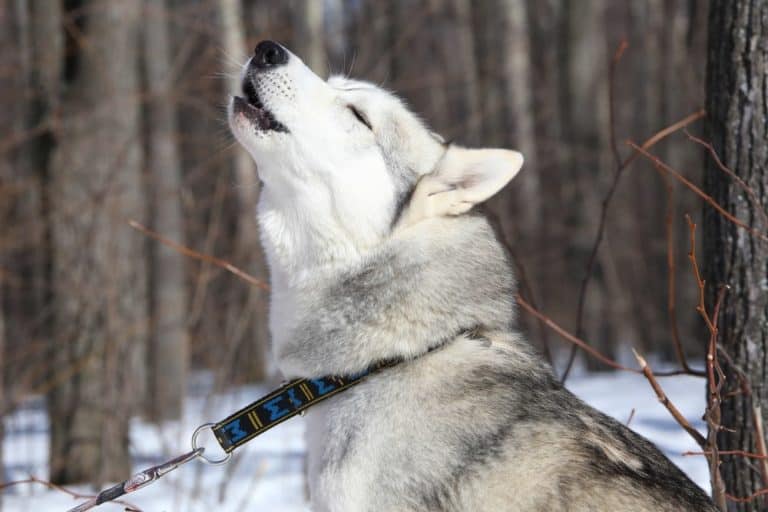 Siberian Husky heult