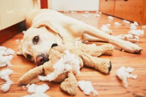 Hund zerstört Plüschtier aus langeweile