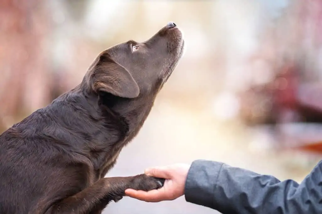 Tricks für Hunde