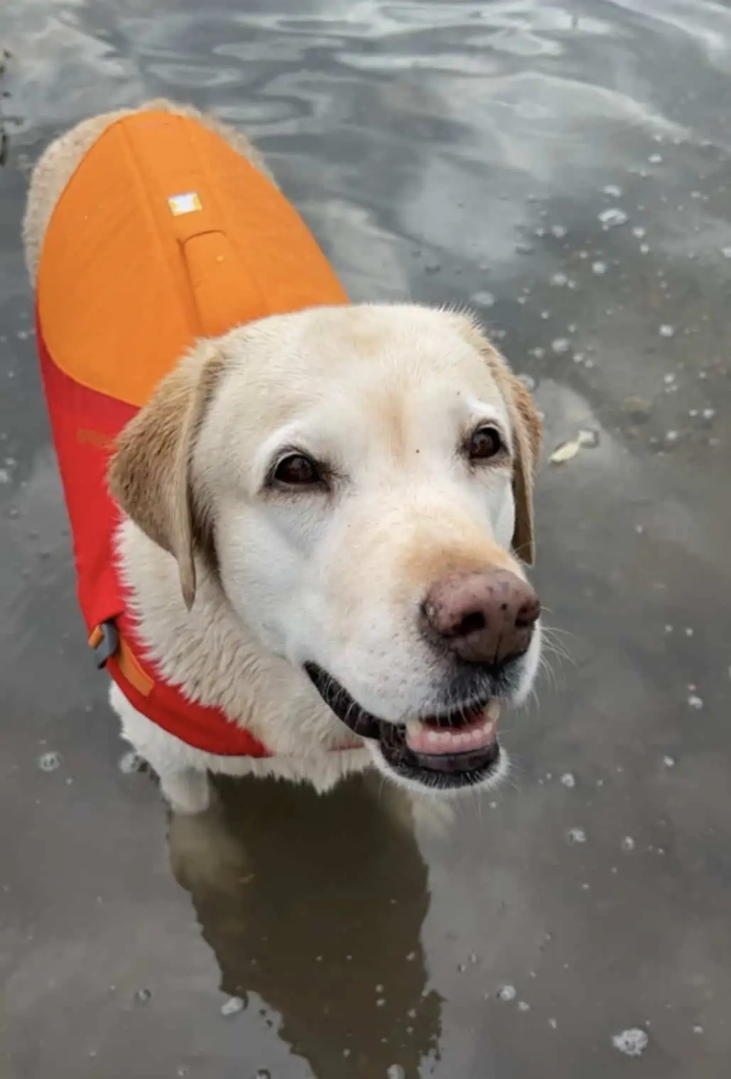 Schwimmwesten für Hunde von Ruffwear