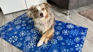 Kühldecken für Hunde