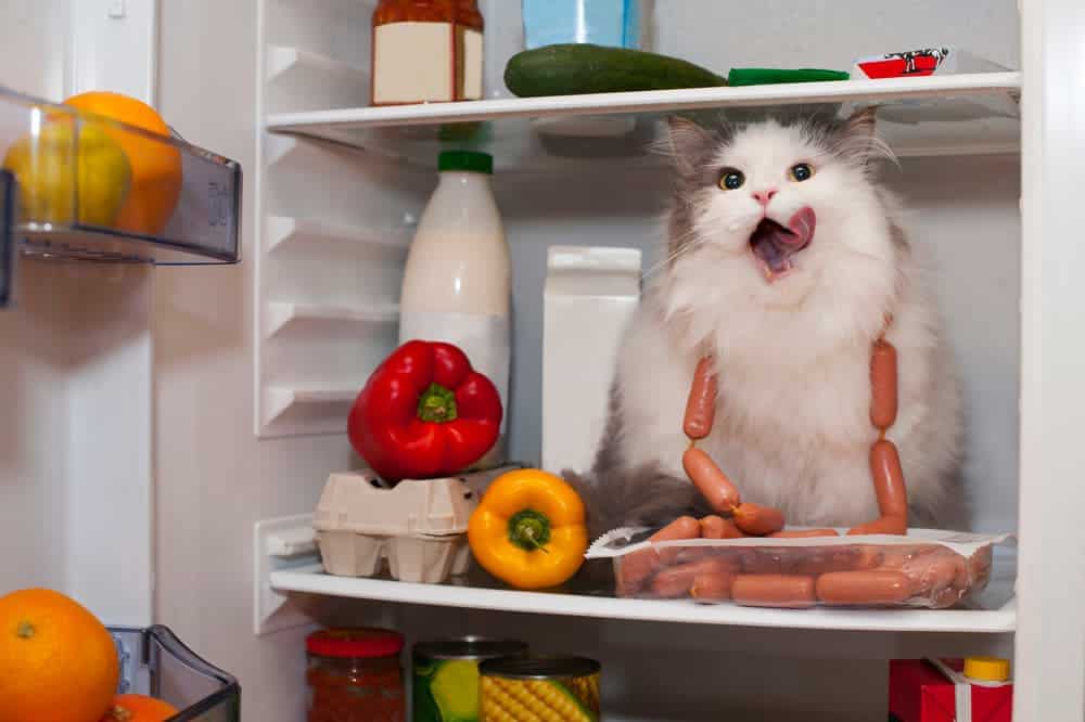 Katze klaut Sachen aus dem Kühlschrank