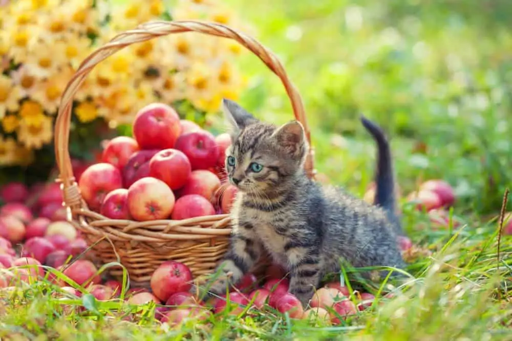 junge Katze mit einem Korb Äpfel