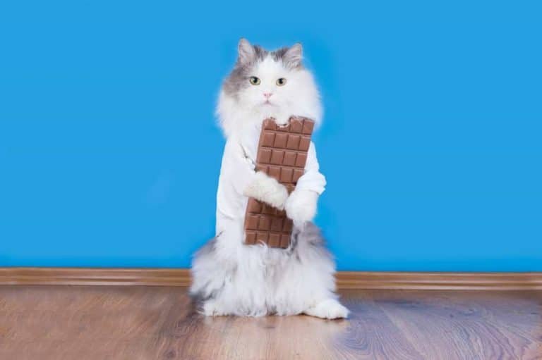 Katzenfutter ohne Zucker ist wichtig