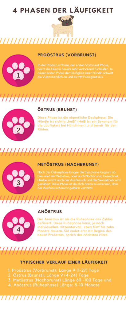 Läufigkeit Hündin – Ablauf und Tipps, wenn Deine Hündin läufig ist