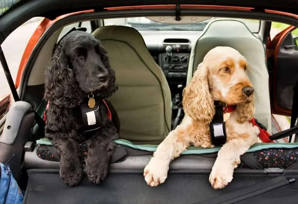2 HUnde mit LED Hundegeschirr