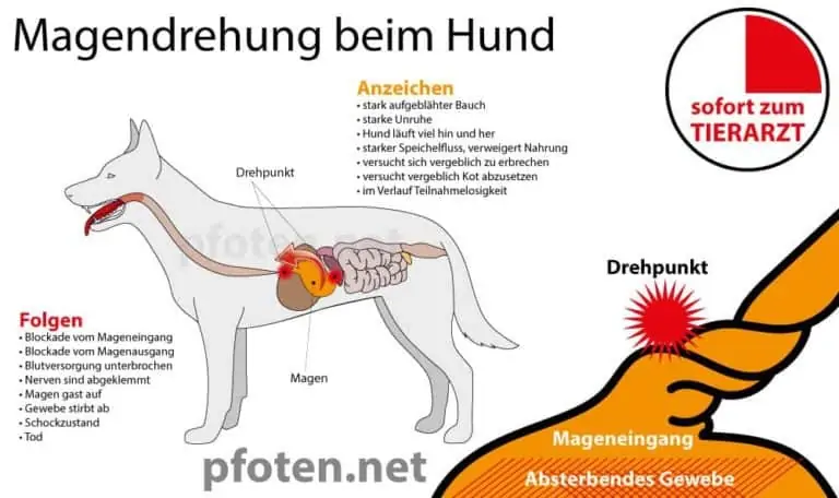 Magendrehung beim Hund Infografik