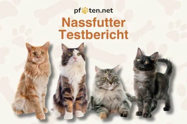 Katze Nassfutter Testbericht