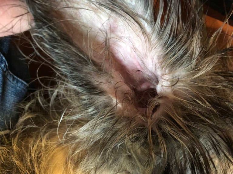 Ohrmilben beim Hund