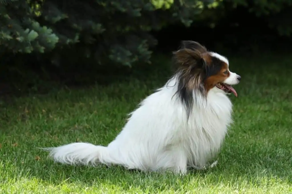 Papillon – familienfreundlich und sehr aktiv