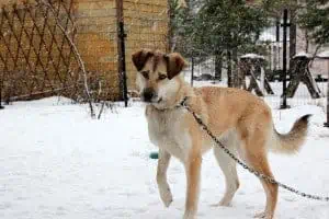 Hund im Schnee im Garten an angeleint