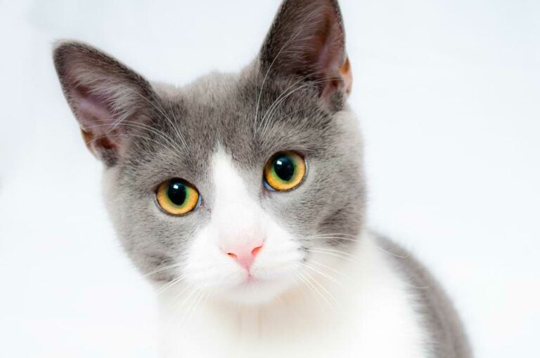 Katzen guckt interessiert