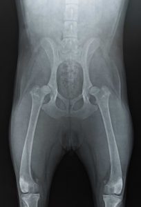 Röntgenbild einer Hundehüfte