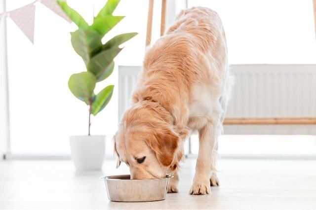 Testsieger Hundefutter Deklaration