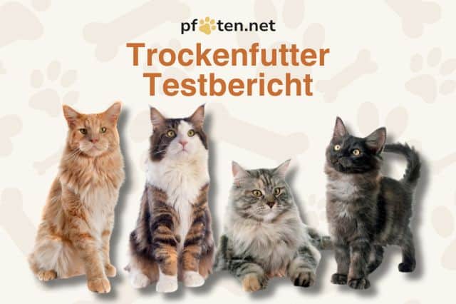Katze Trockenfutter Testbericht