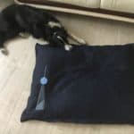 Luna testet das Hundekissen