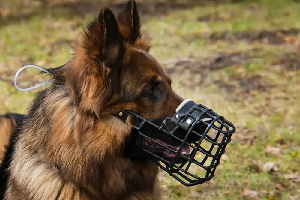 Hund mit Maulkorb - Übersprungshandlungen vermeiden