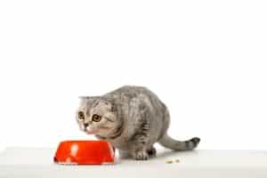 Was Katzen nicht fressen dürfen