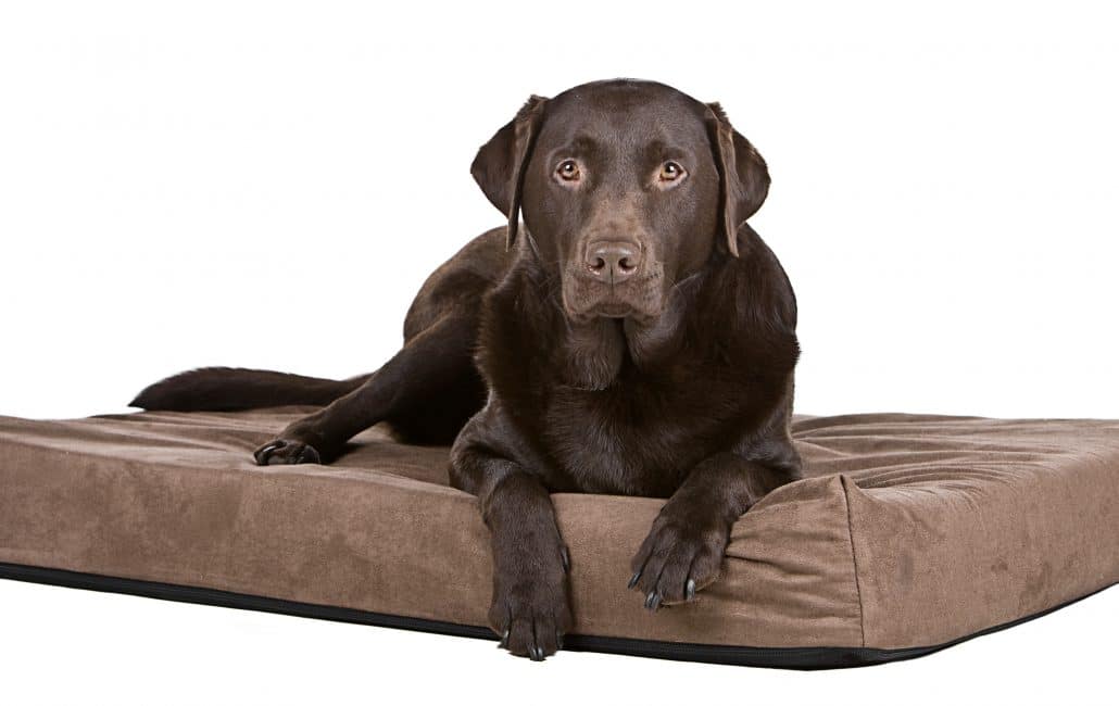 Labrador liegt auf einem Wasserbett für Hunde