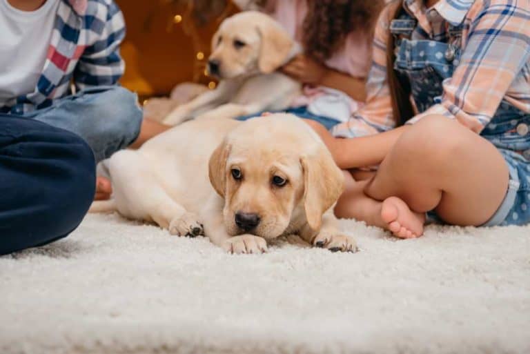 Ein Golden Retriever Welpe zieht ein
