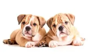 2 Welpen ohne Welpengeschirr