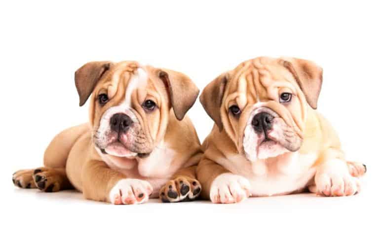 2 Welpen ohne Welpengeschirr