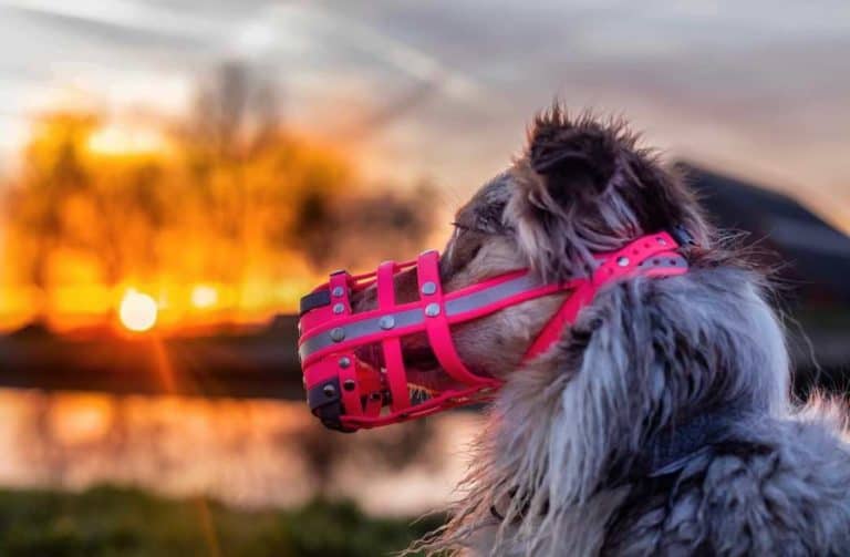 Maulkorb für den Hund Vom Kauf zur Gewöhnung